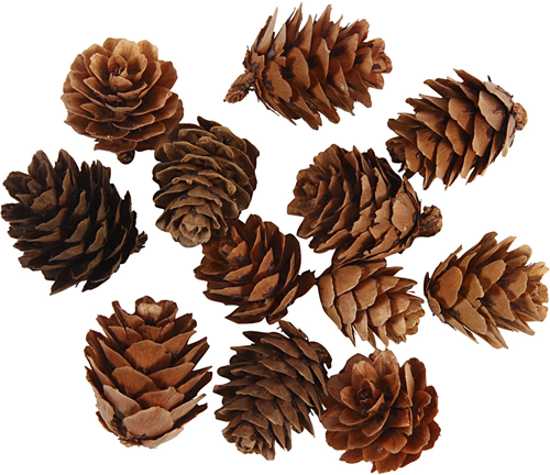 CC Larch cones, 12 pc/ 1 pack