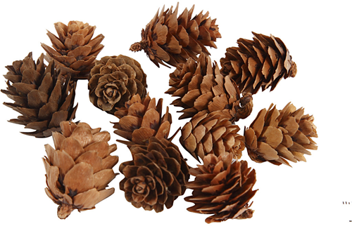 CC Larch cones, 12 pc/ 1 pack-2