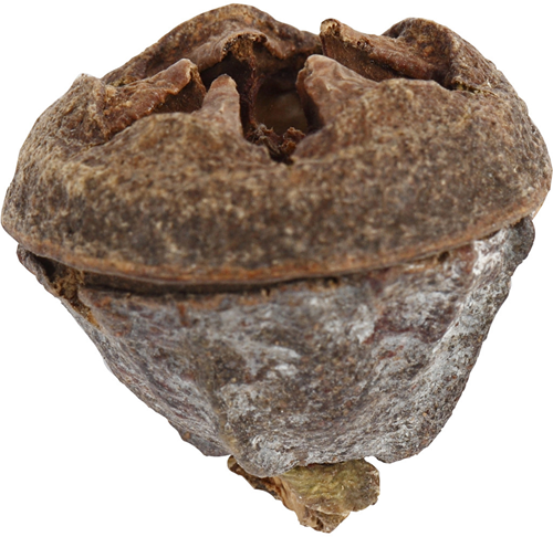 CC Eucalyptus cones, 25 g/ 1 pack-2