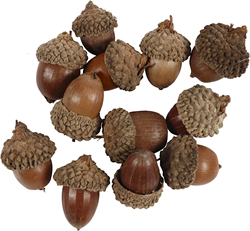 CC Acorn, 12 pc/ 1 pack