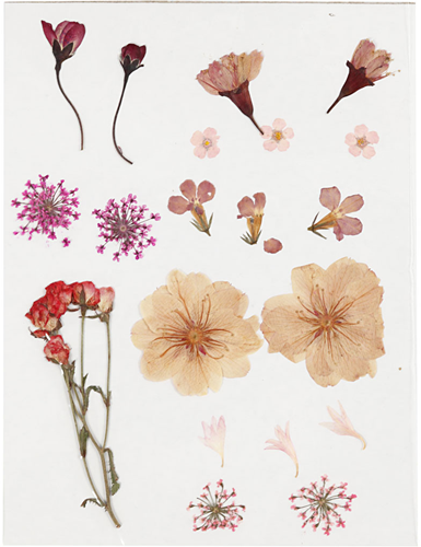 CC Gedroogde Bloemen en Bladeren 19 stuks Lichtroze