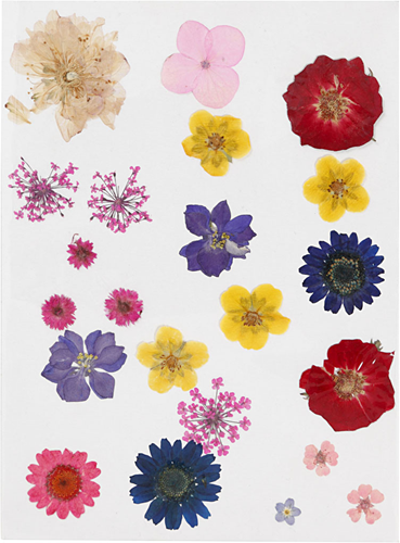CC Gedroogde Bloemen en Bladeren 19 stuks Multi